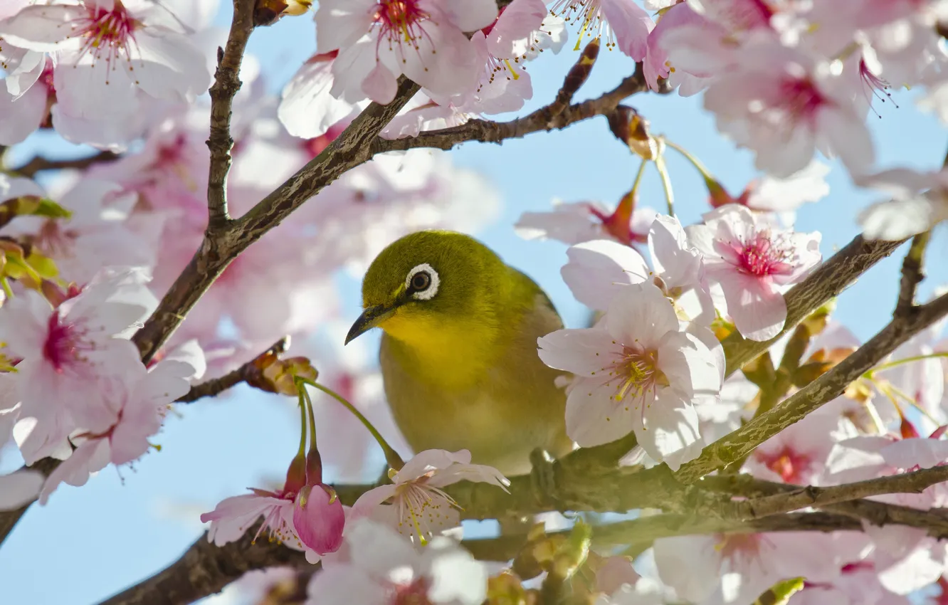 Photo wallpaper branches, cherry, bird, Sakura, flowering, flowers, Japanese white-eye