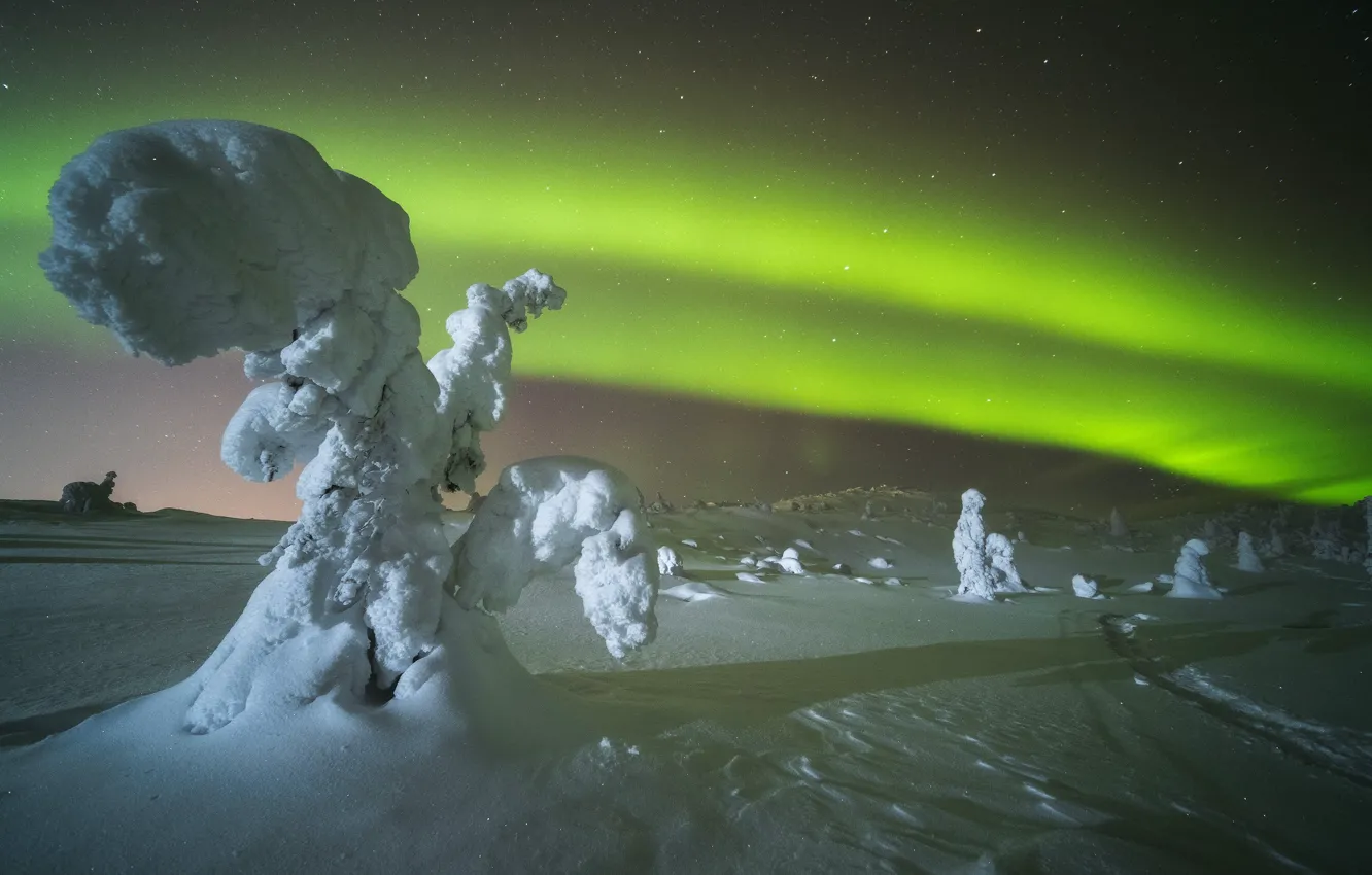 Photo wallpaper stars, trees, landscape, night, nature, Northern lights, ate, Rev Alex