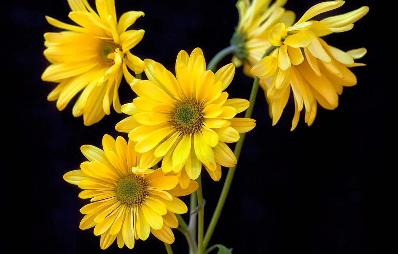 Photo wallpaper flowers, yellow, chamomile, petals, black background