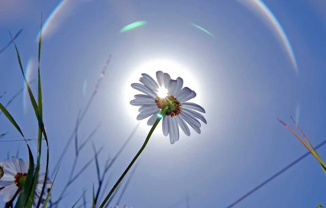Photo wallpaper grass, the sun, macro, flowers, photo, chamomile