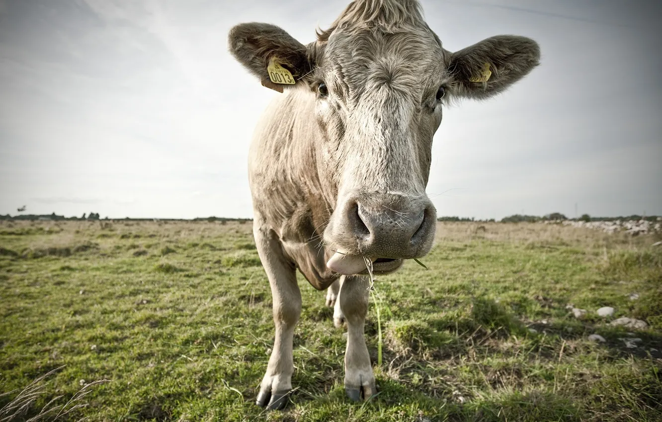Photo wallpaper language, cows, by Robin de Blanche, shows, MoOo