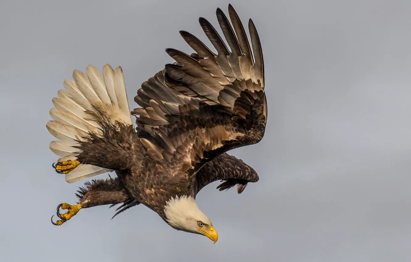 Photo wallpaper bird, Dive, eagle - Bird, Bald Eagle flying at daytime, Look Out Below