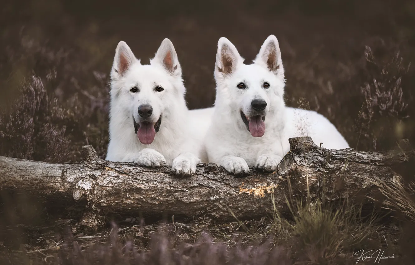 Photo wallpaper dogs, log, a couple, The white Swiss shepherd dog
