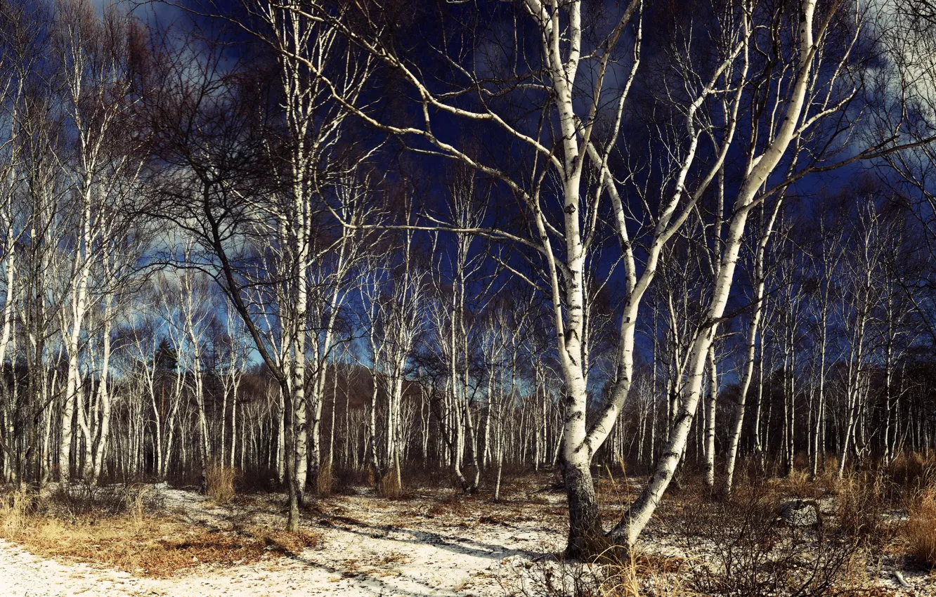 Photo wallpaper trees, nature, birch
