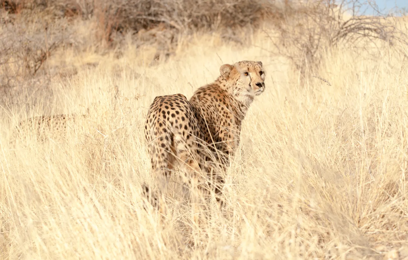 Photo wallpaper grass, look, predator, Cheetah, cheetah