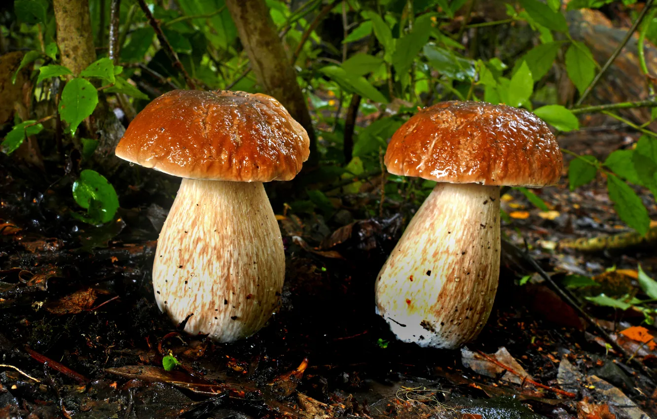 Photo wallpaper mushrooms, a couple, Borovik
