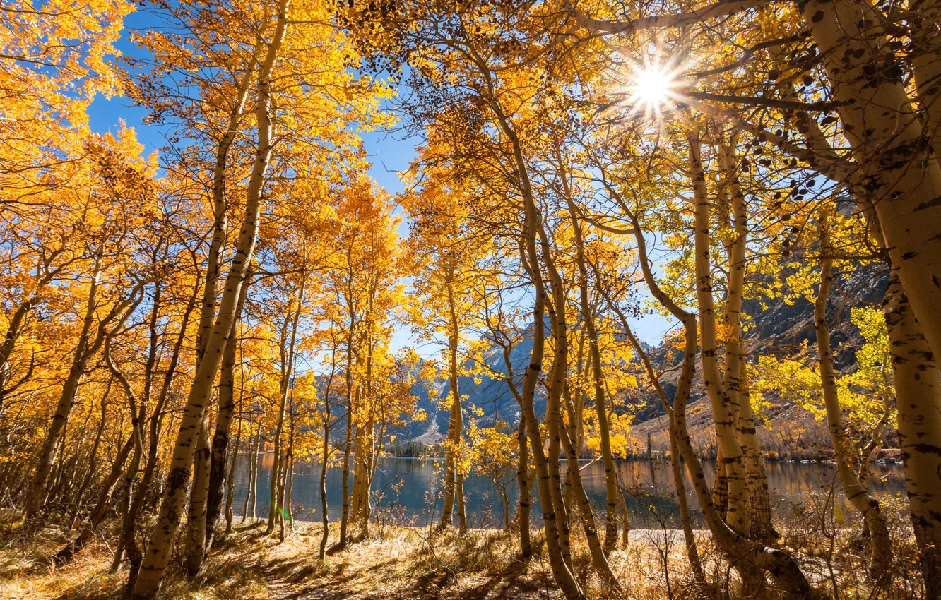 Photo wallpaper autumn, forest, the sun, rays, trees, mountains, lake, CA