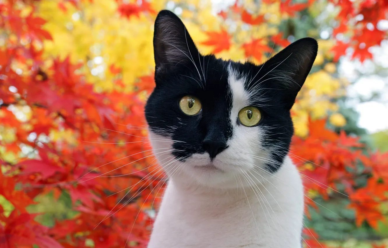 Photo wallpaper cat, muzzle, spot