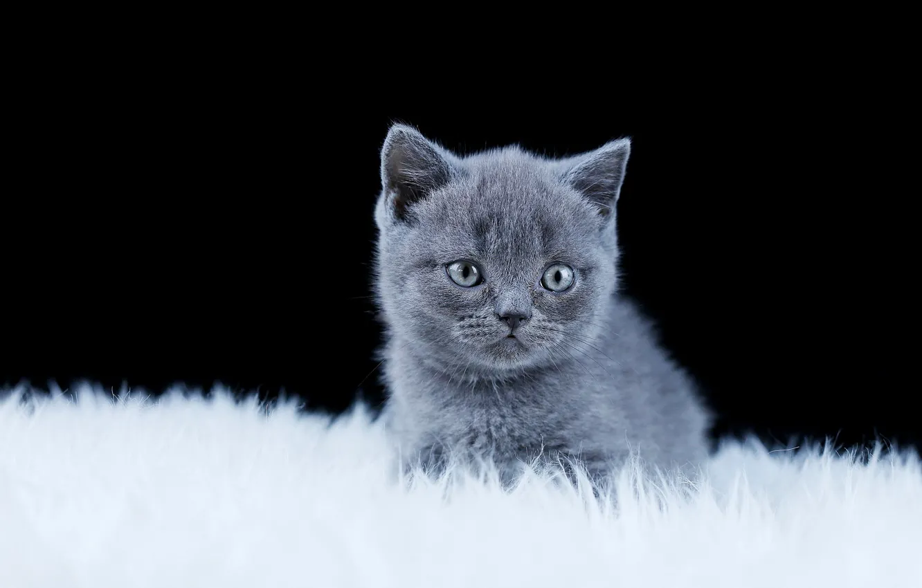 Photo wallpaper fur, black background, kitty, British