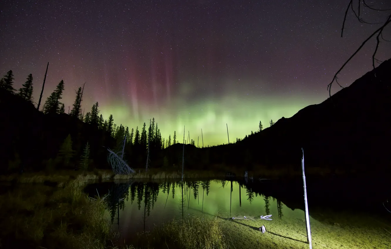 Photo wallpaper forest, the sky, swamp, Northern lights, night star