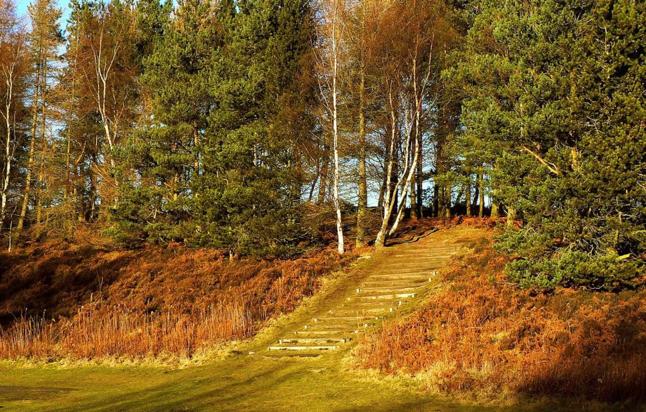 Photo wallpaper forest, tree, the stairs
