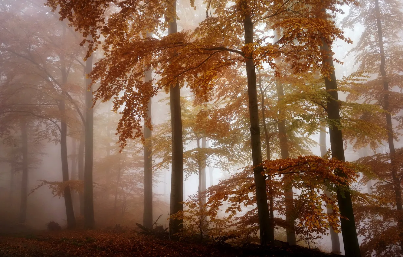 Photo wallpaper autumn, forest, fog