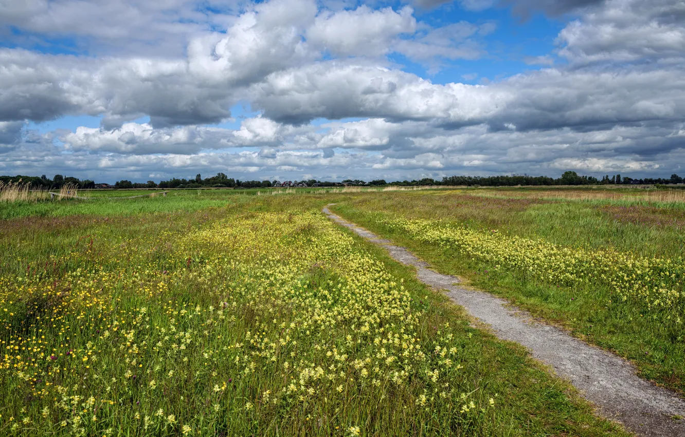 Photo wallpaper field, summer, the sky, grass, clouds, flowers, meadow, path