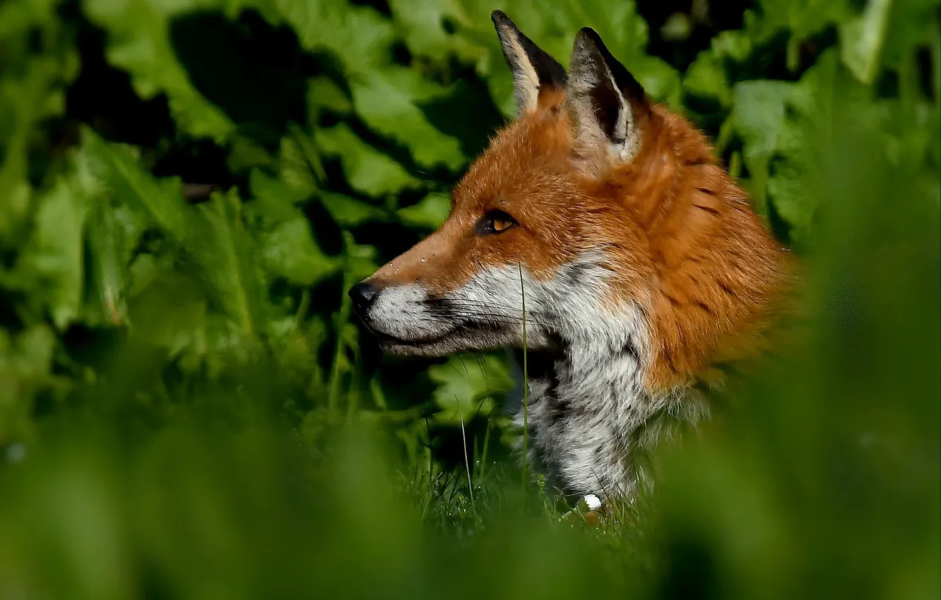 Photo wallpaper grass, face, Fox, profile, red
