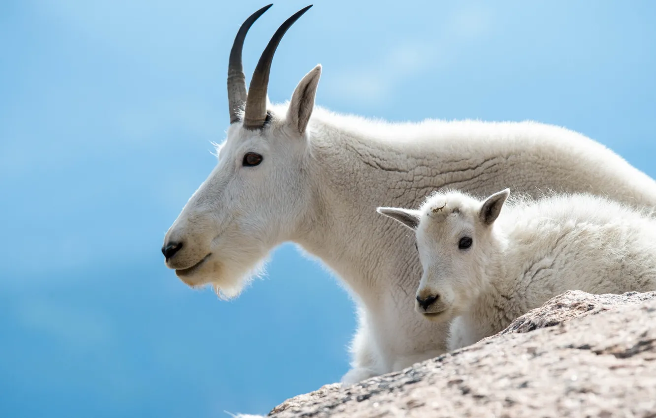 Photo wallpaper the sky, mountains, white, cub, mom, goat, blue background, goat