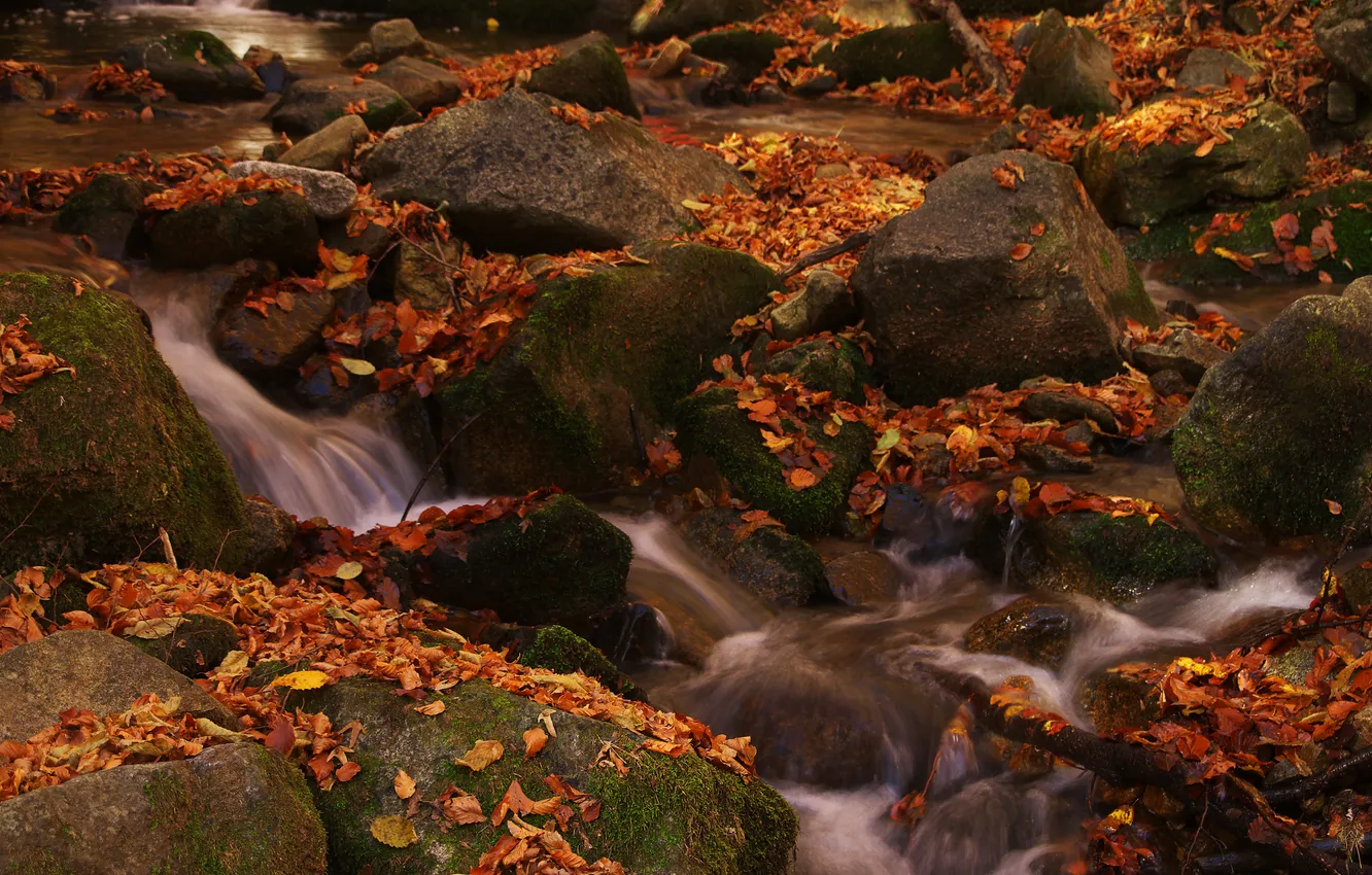 Photo wallpaper autumn, leaves, stream, stones