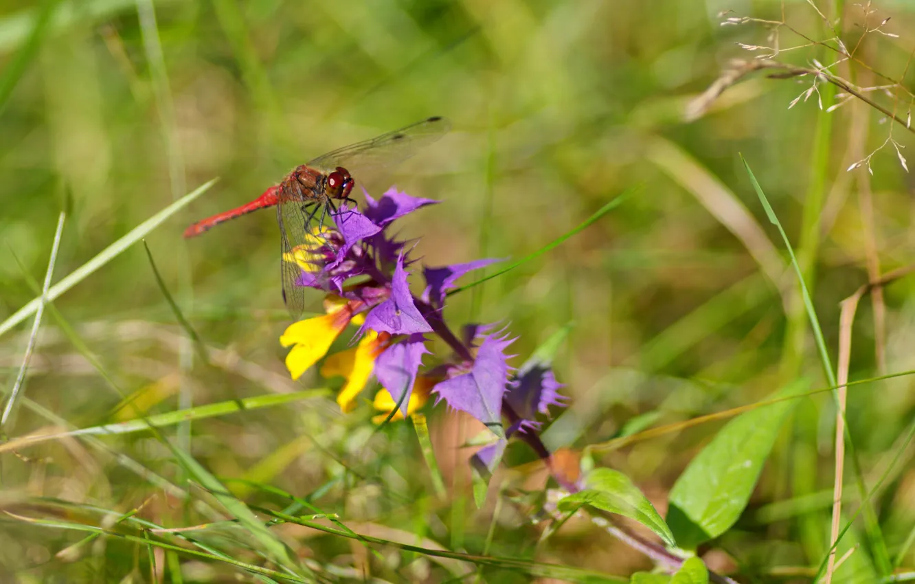 Photo wallpaper autumn, grass, flowers, dragonfly