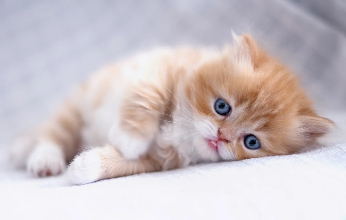 Photo wallpaper look, baby, red, kitty, ginger kitten, Persian cat