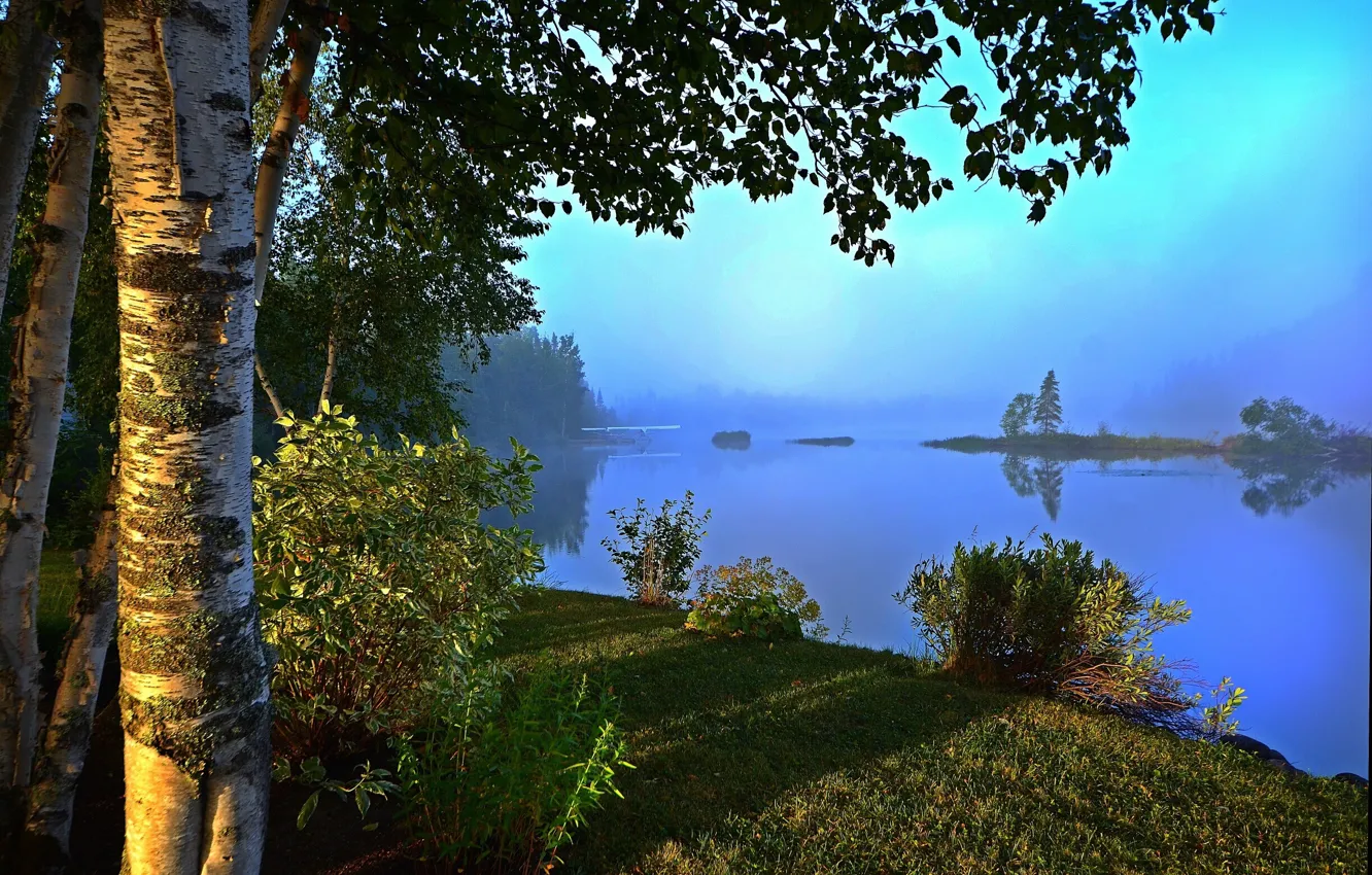 Photo wallpaper forest, summer, trees, landscape, nature, lake, shore, birch