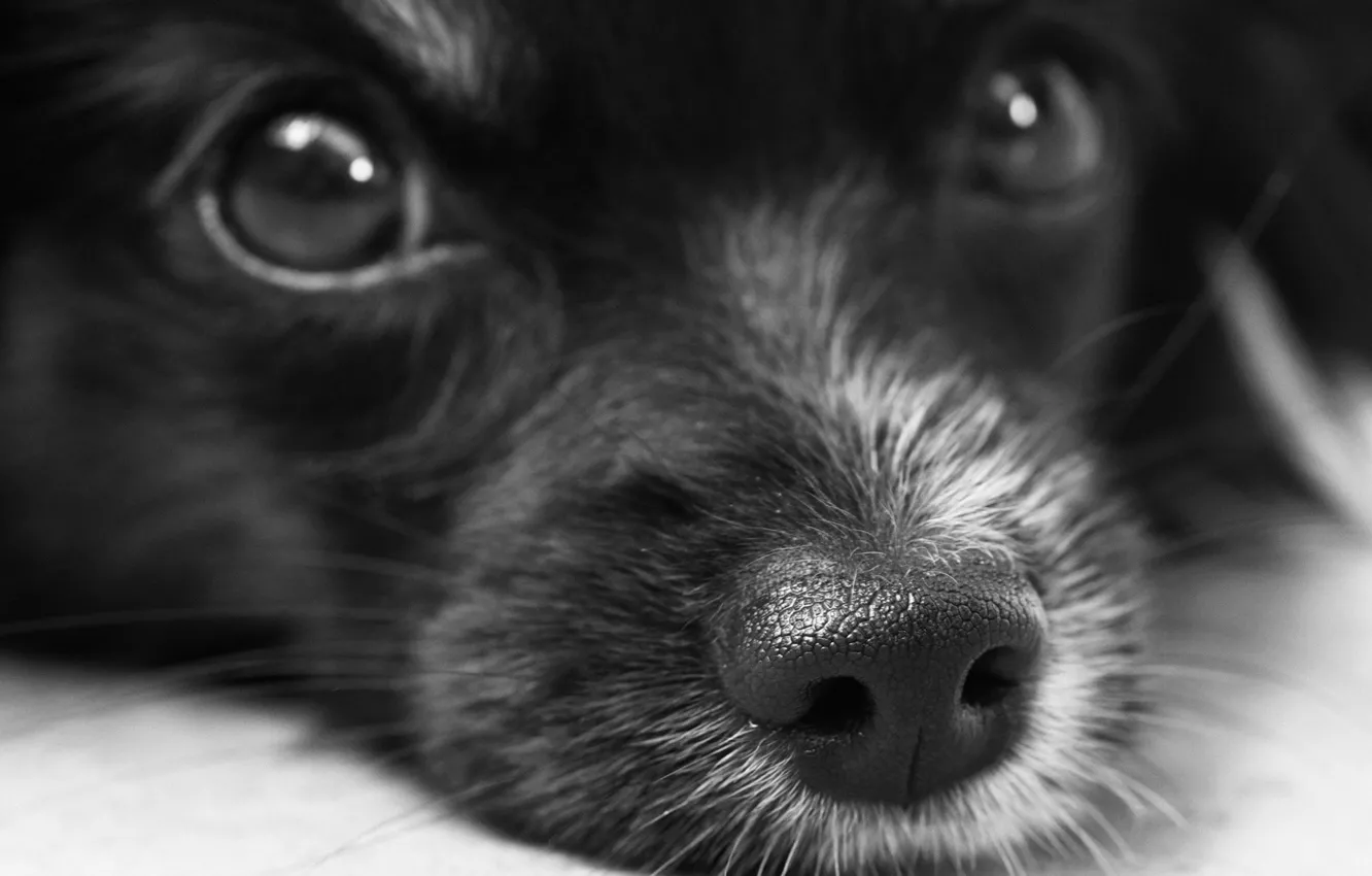Photo wallpaper look, face, puppy, black and white, monochrome