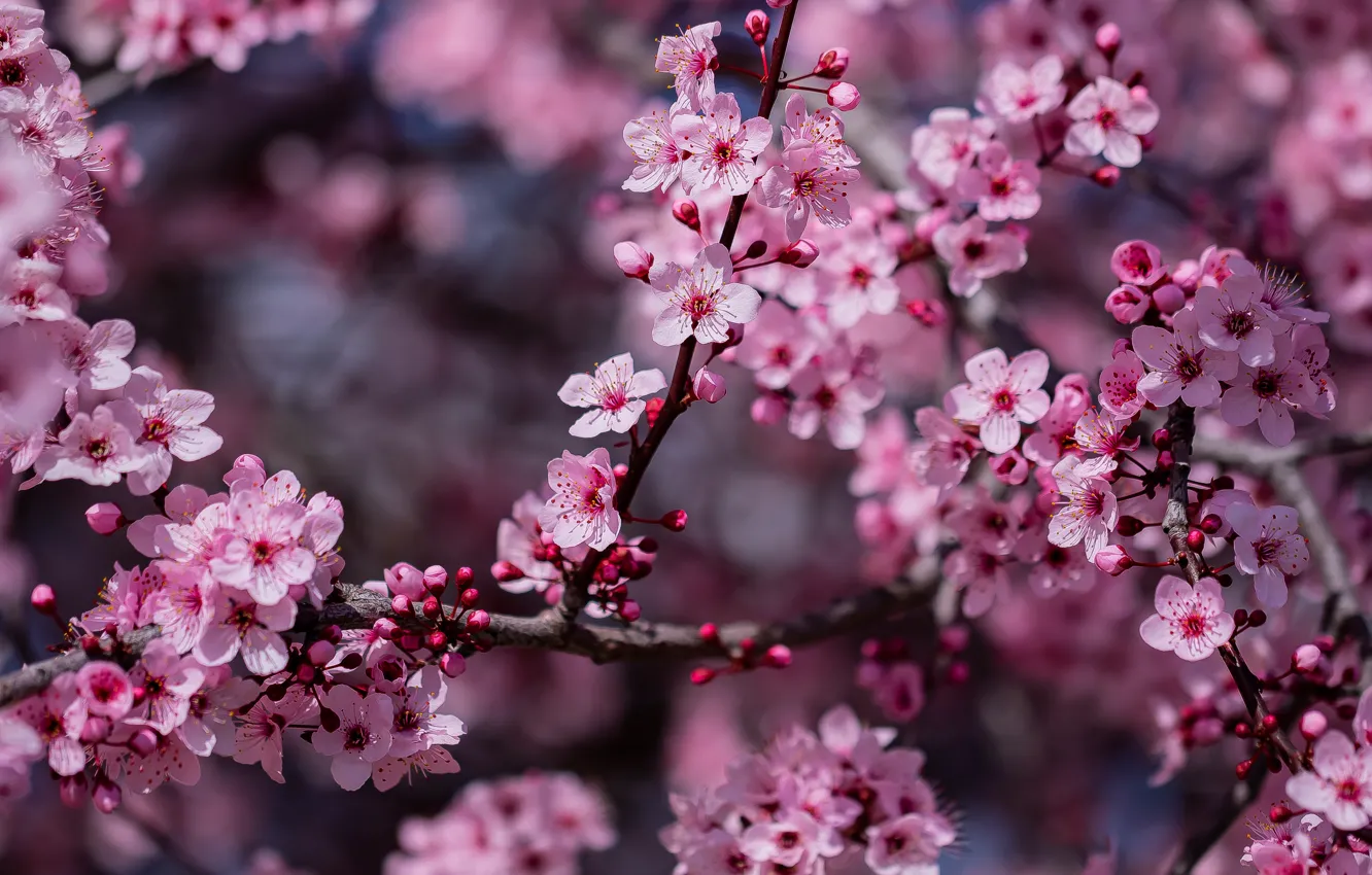 Photo wallpaper branches, spring, flowering, flowers, buds, drain