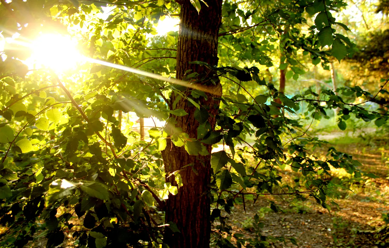 Photo wallpaper greens, summer, leaves, the sun, rays, trees, foliage