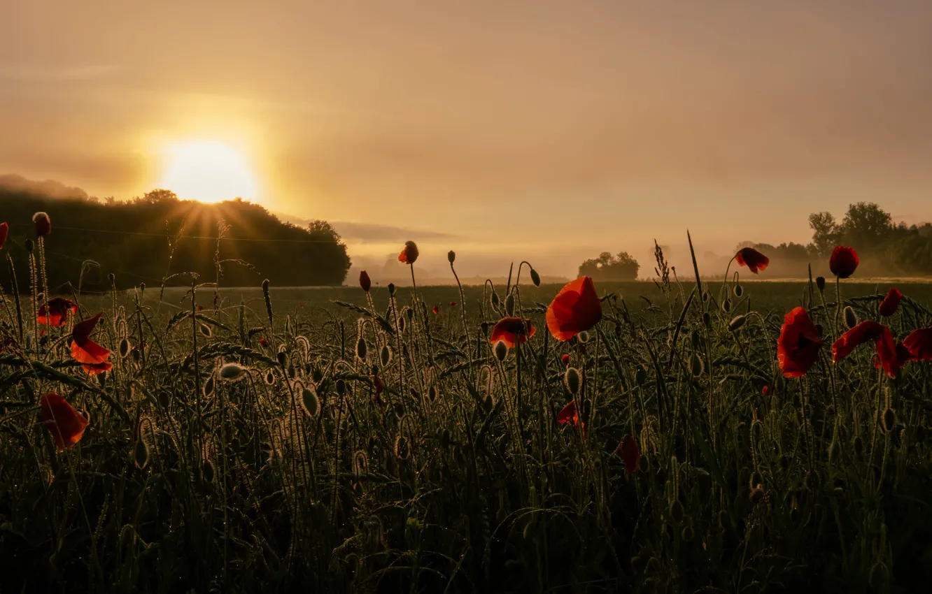 Photo wallpaper field, the sun, fog, dawn, Maki, morning