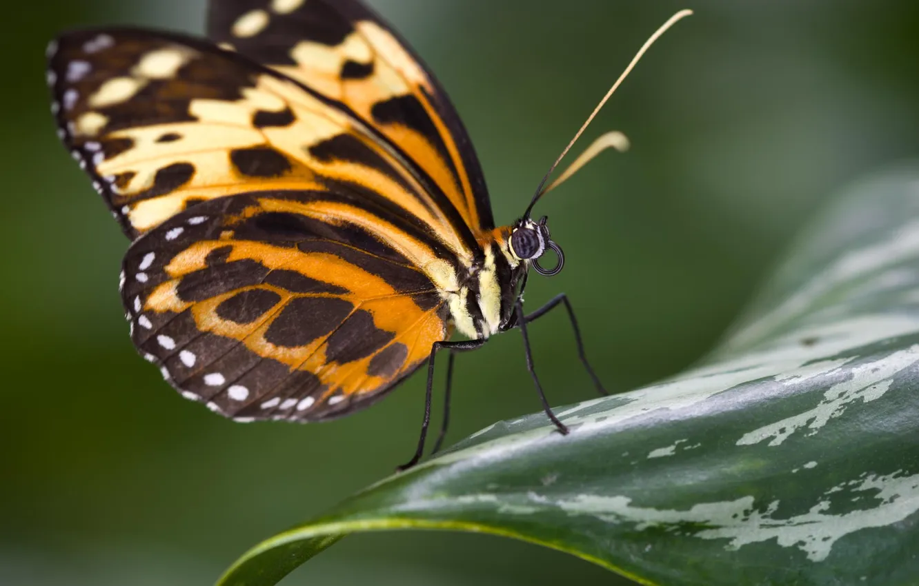 Photo wallpaper macro, nature, butterfly, insect