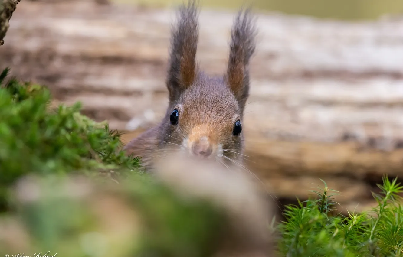 Photo wallpaper protein, ambush, Peeps, animal, rodent