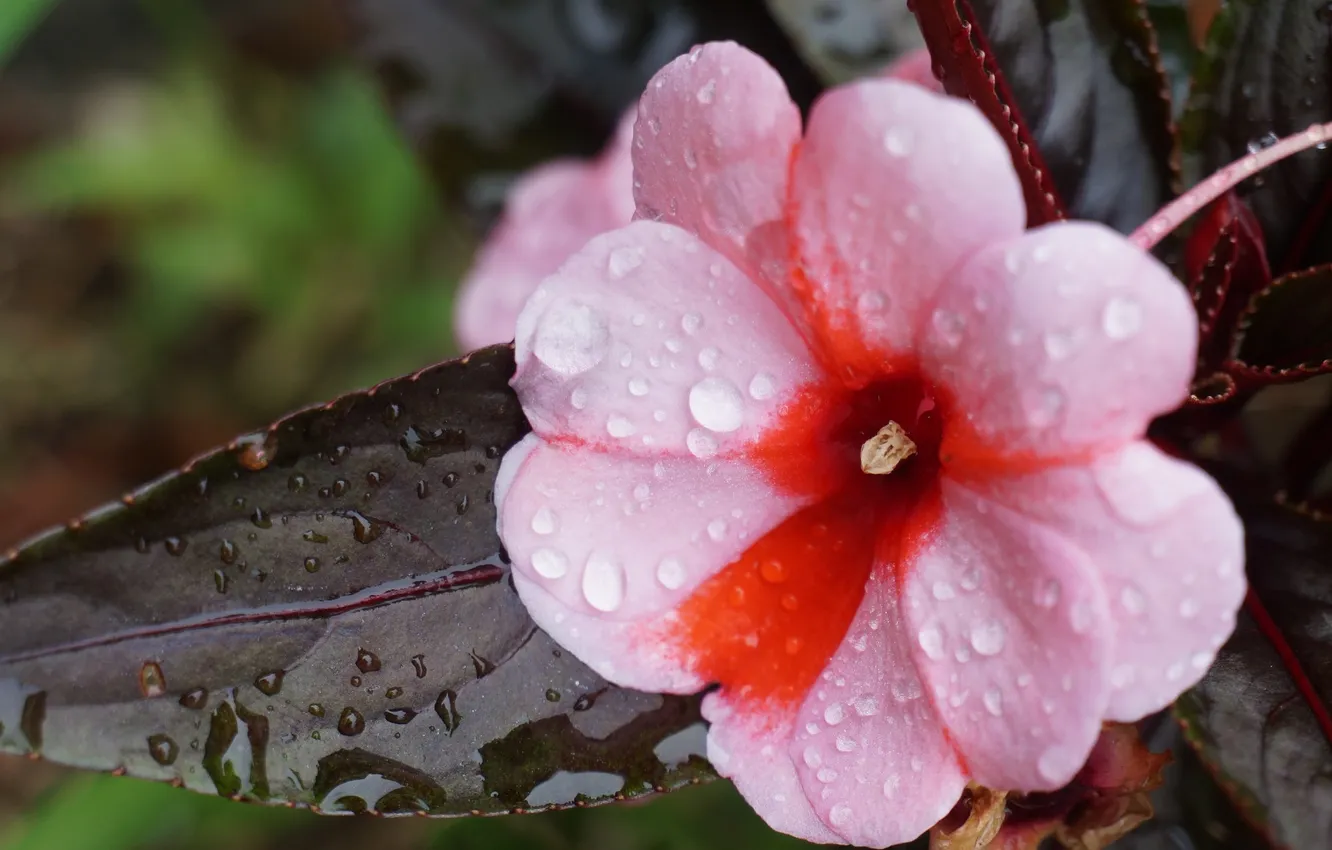 Photo wallpaper flowers, droplets, leaf, pink, dewdrops