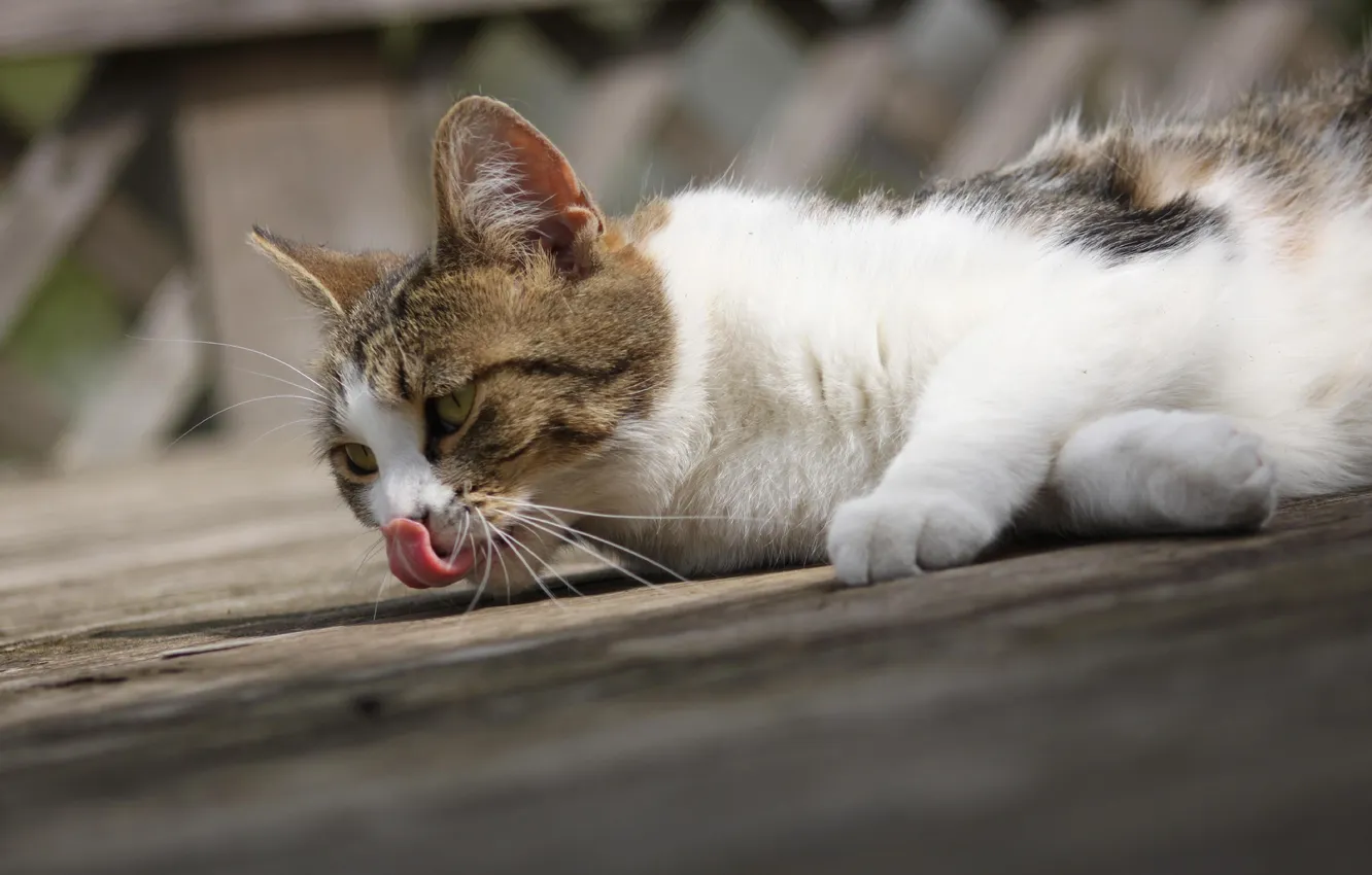 Photo wallpaper cat, lies, licked