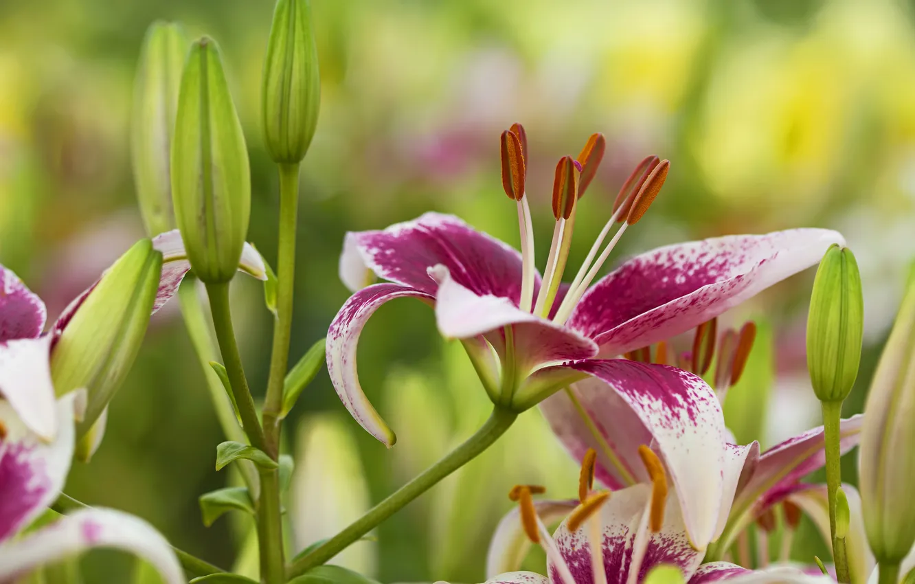 Photo wallpaper Lily, petals, stamens, buds