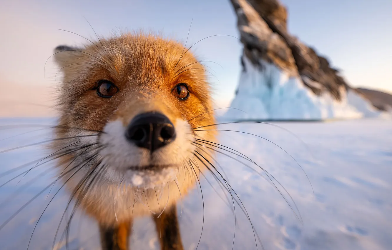 Photo wallpaper winter, snow, Baikal, curiosity, Fox, Ogoy Island, Vasily Yakovlev