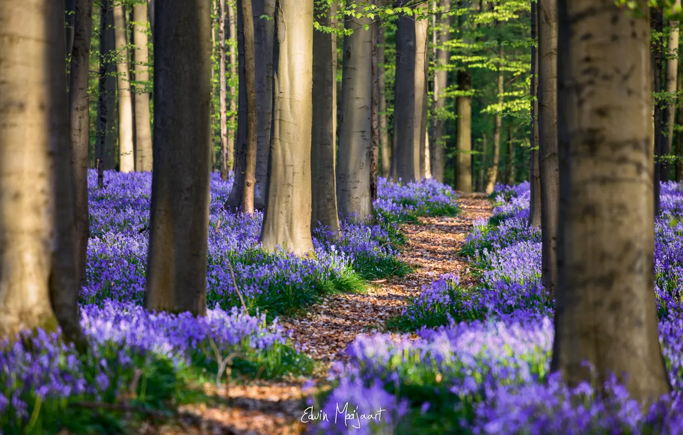 Photo wallpaper forest, flowers, spring, April, Belgium, Hyacinthoides
