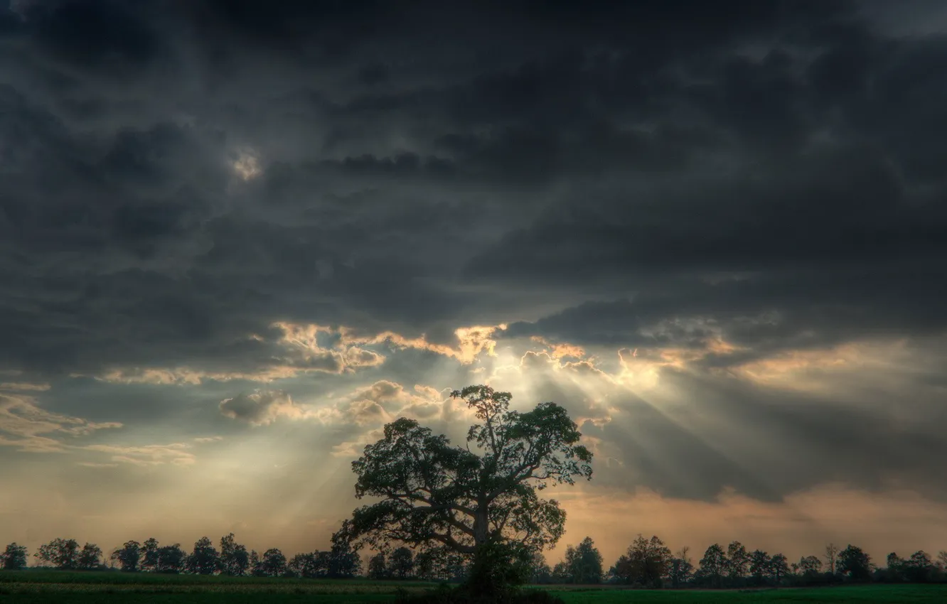Photo wallpaper field, clouds, light, trees