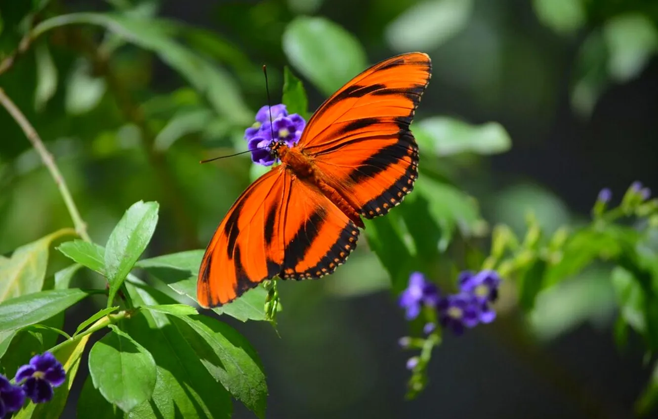 Photo wallpaper greens, leaves, macro, nature, butterfly, insect, striped, green background