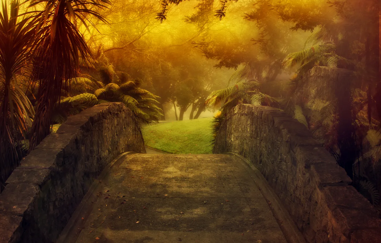 Photo wallpaper grass, trees, nature, fog, palm trees, Stone bridge