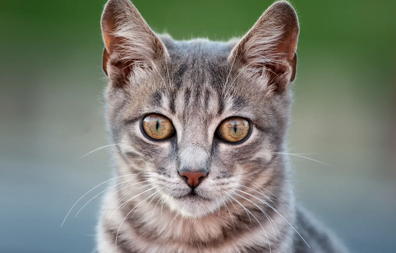 Photo wallpaper cat, look, background, muzzle