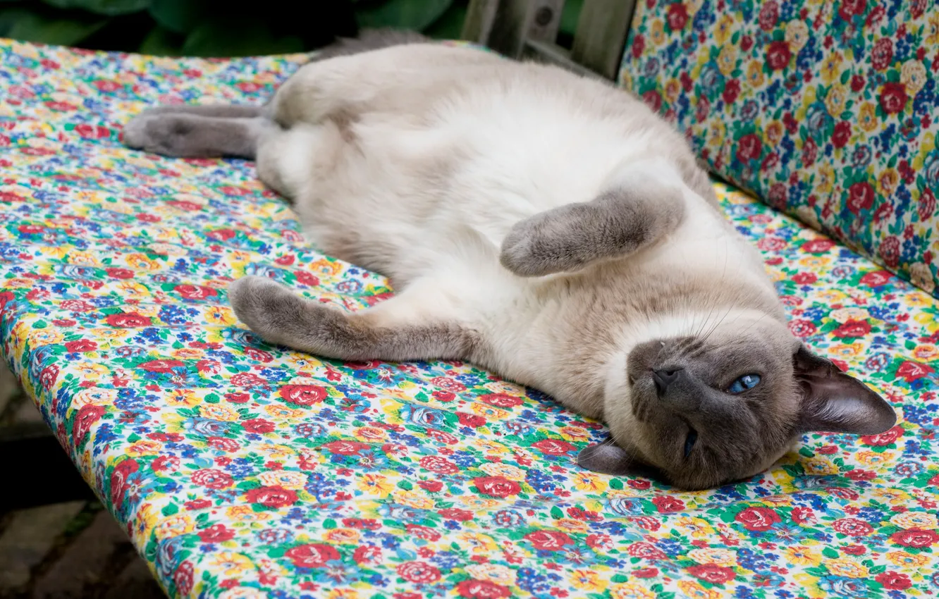 Photo wallpaper cat, cat, lies, resting, lying