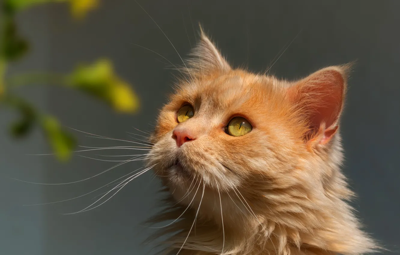 Photo wallpaper cat, cat, look, face, leaves, grey, background, portrait