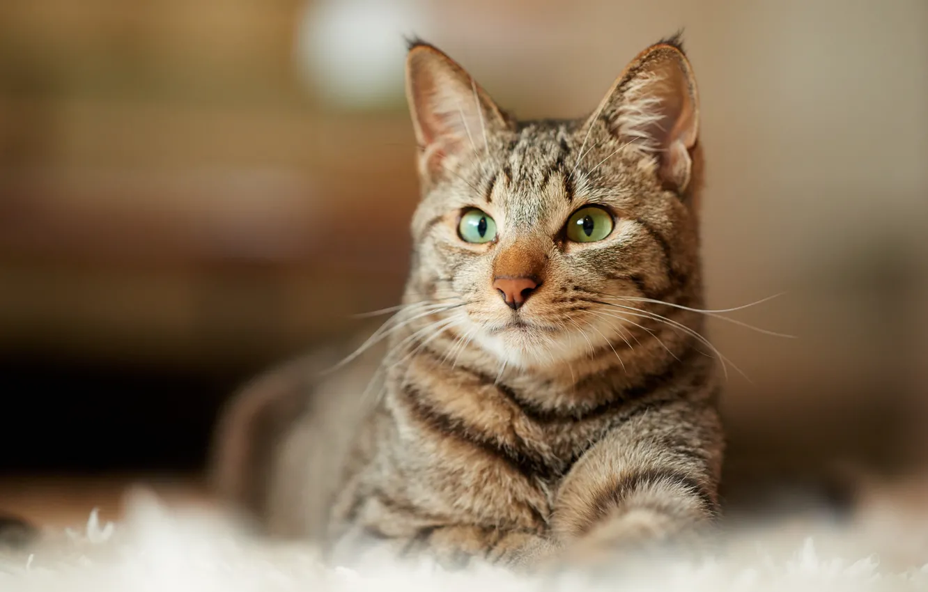 Photo wallpaper cat, look, grey, carpet, lies, striped