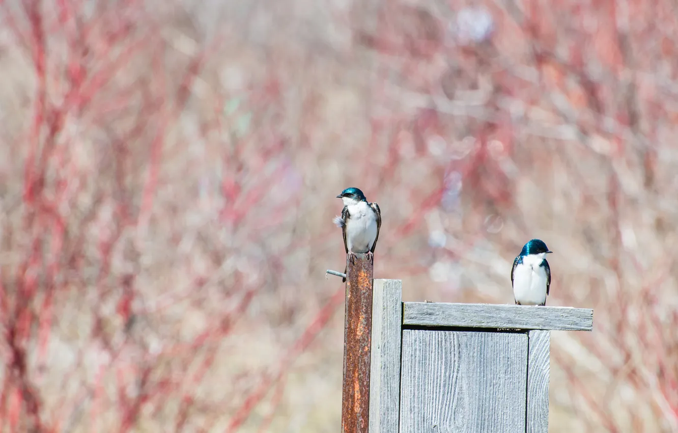 Photo wallpaper trees, branches, Board, spring, birdhouse, a couple, swallow, bokeh