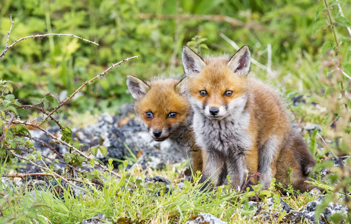 Photo wallpaper look, Fox, a couple, cubs, cubs