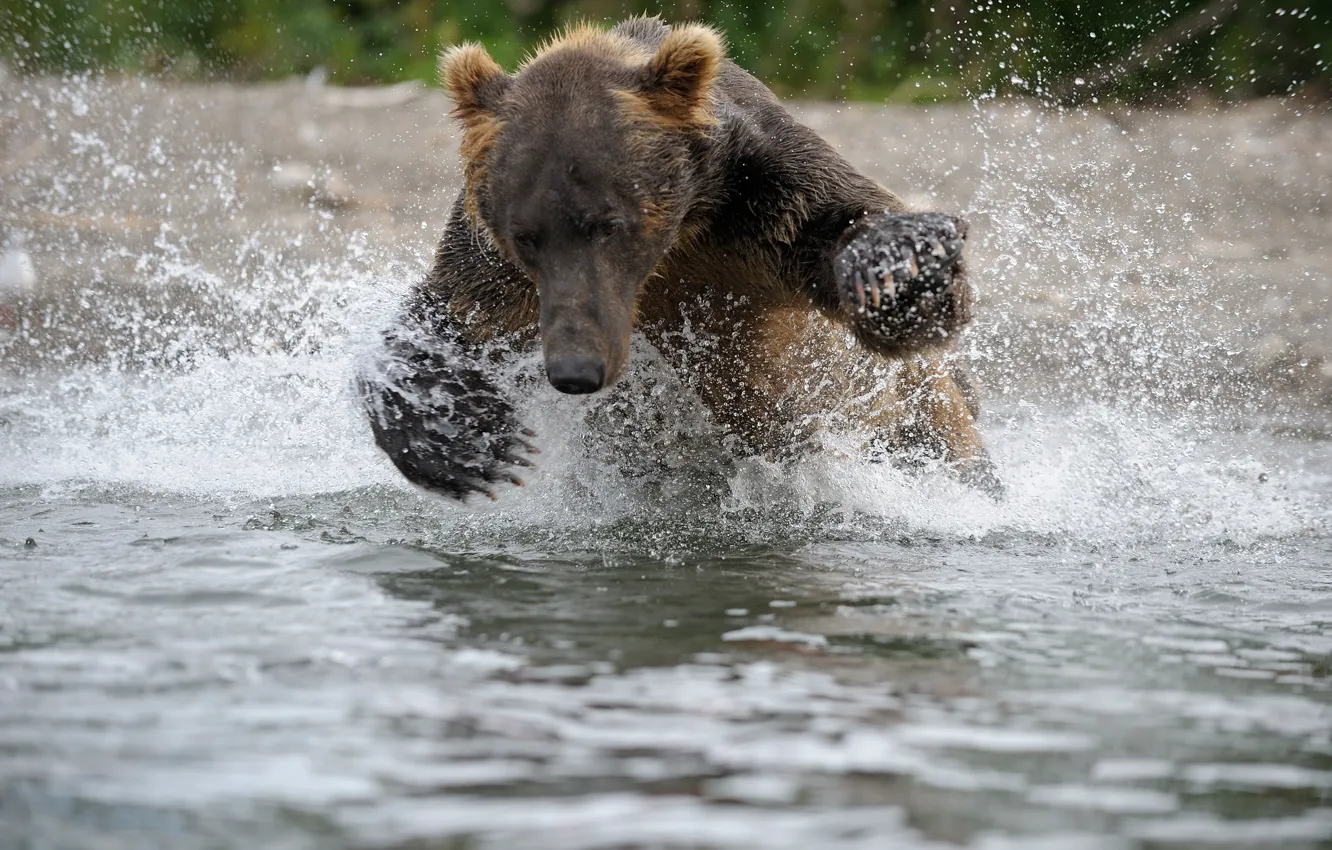 Photo wallpaper water, Bear, hunting