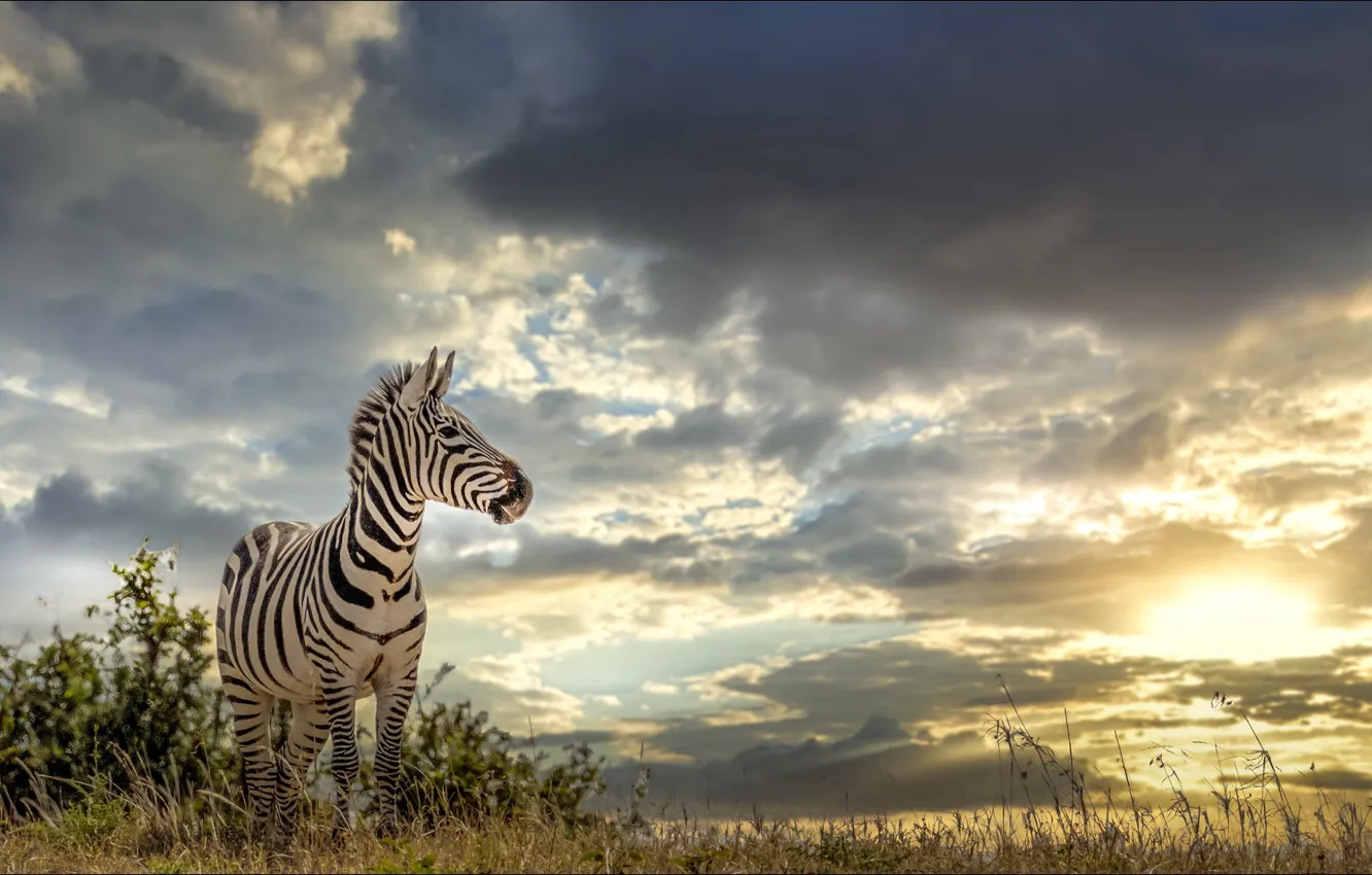 Photo wallpaper Zebra, Nature, Africa, temnobelos