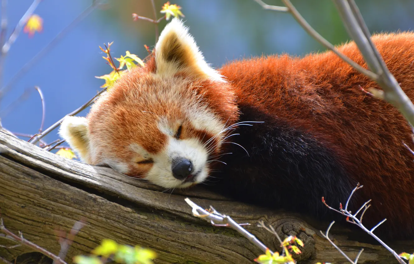 Photo wallpaper tree, sleep, Panda, red Panda, red, wildlife, red Panda, small