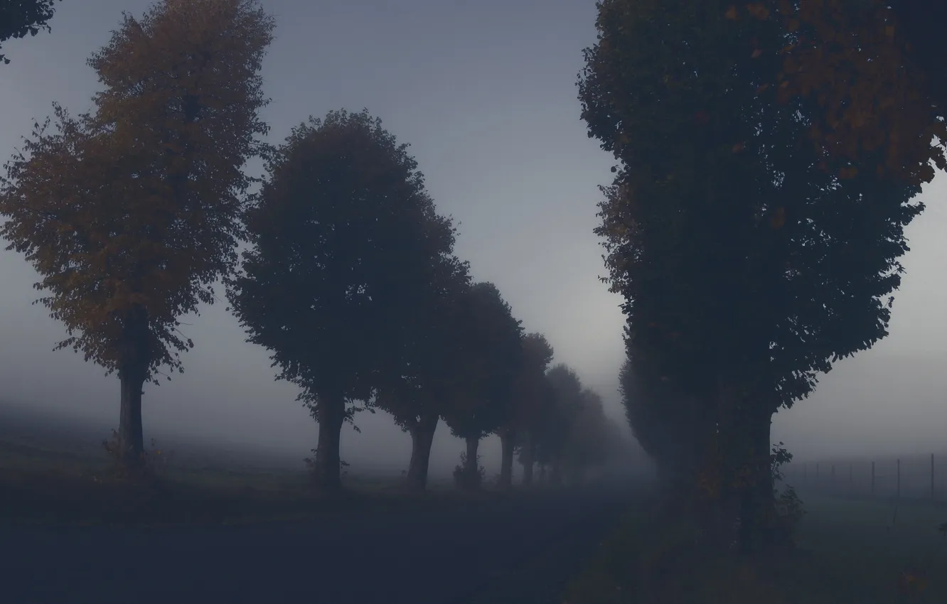 Photo wallpaper road, the sky, trees, landscape, nature, fog, the darkness, twilight