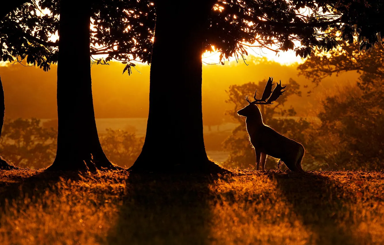 Photo wallpaper forest, nature, dawn, deer