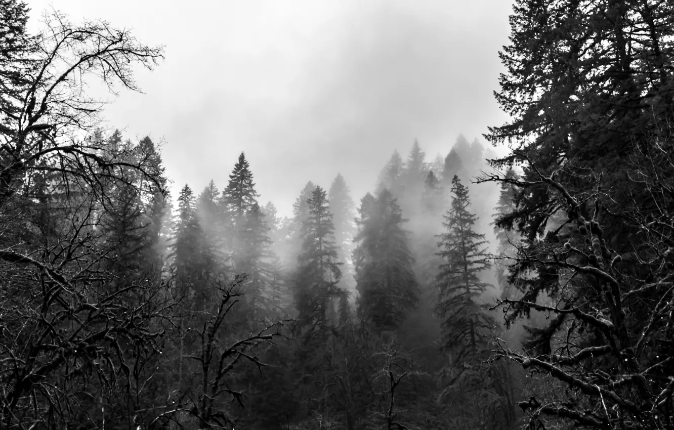 Photo wallpaper forest, trees, nature, fog, Oregon, black and white, USA, USA
