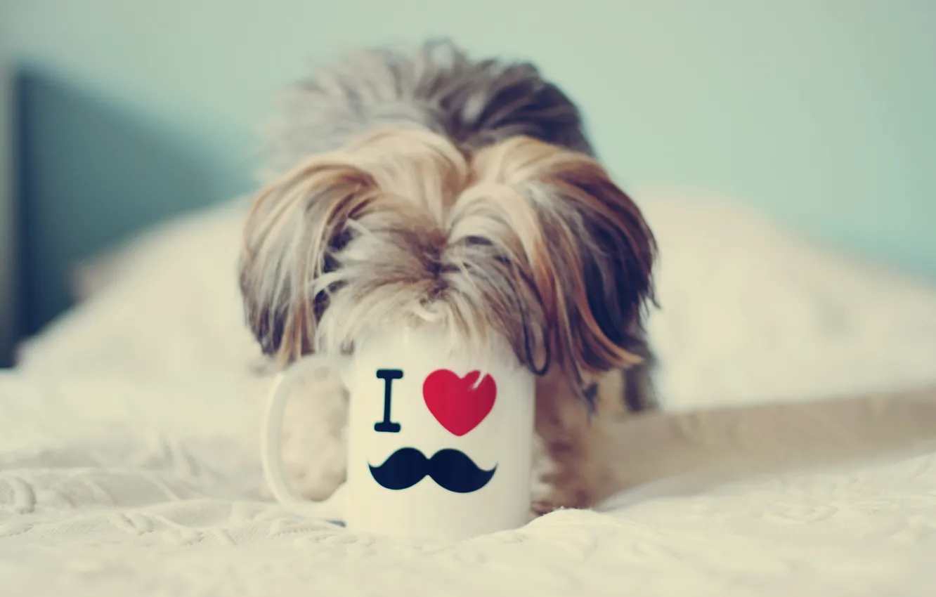Photo wallpaper house, dog, Cup
